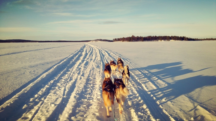 Kaamanen, husky safari